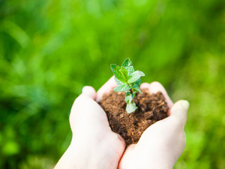 Female hands holding young plant in hands against spring green b
