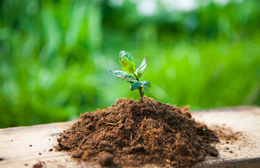 Young plant on old wood against spring natural background. Sprin