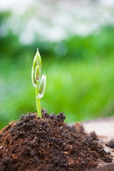 Young plant growing on dry soil with green background under the