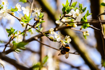 Collecting pollen