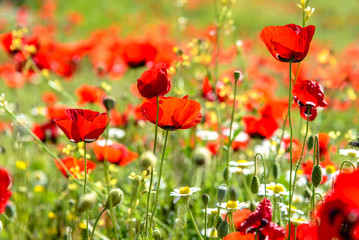 Obraz premium Czerwone pole maku, Pamukkale