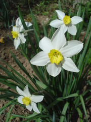 White daffodils in the garden in the sunlight