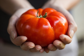 hands holding large, fresh tomato