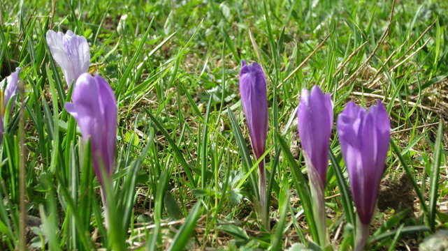 Krokus