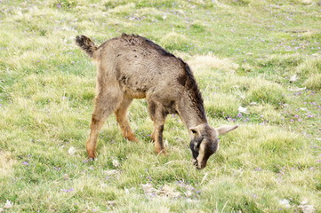 Fototapeta premium Goat od pasture near Geech camp, Simien mountains, Ethiopia