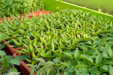 pepper seedlings growing in a greenhouse