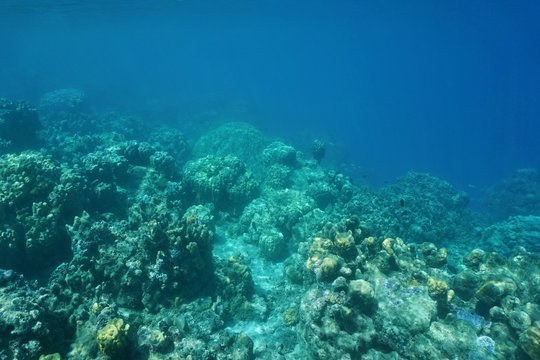 Underwater landscape, edge of coral reef down to the abyss, Pacific ocean, French Polynesia