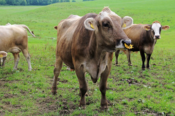 Braunvieh mit Nasenring und Saugstopper