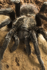  Mexican red rump tarantula, Brachypelma vagans