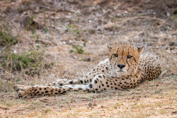 Cheetah laying in the Kruger National Park.