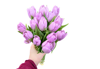 lilac tulips in a hand
