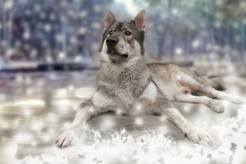 Wolf / Portrait of wolf on snow background.