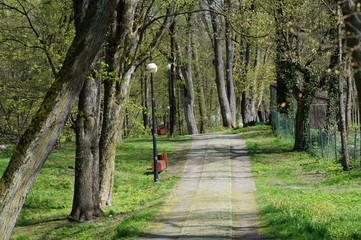 Rozkwitająca jabłoń na wiosnę © klumb