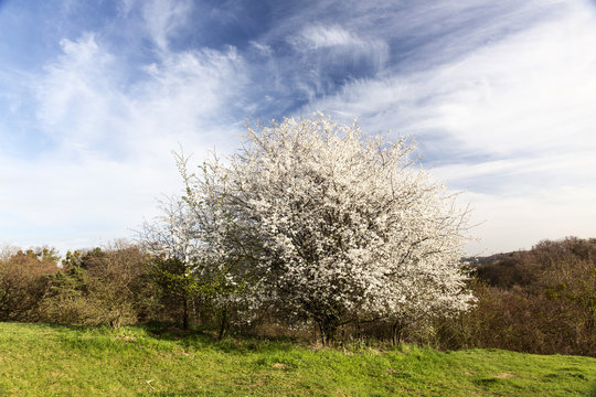 Fototapeta Kwitnąca jabłoń drzewo