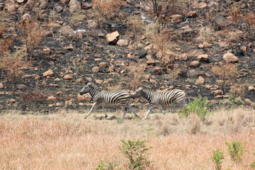 Fototapeta na wymiar kämpfende Zebras
