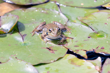 Frog