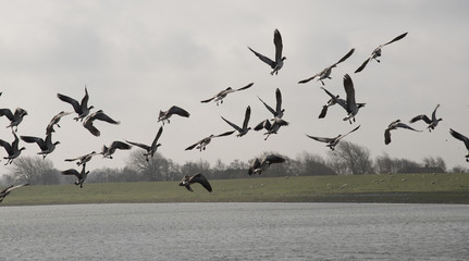 Flight of birds