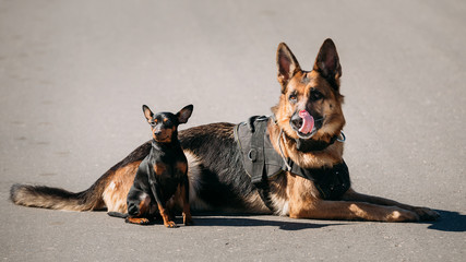German Sheepdog And Miniature Pinscher Pincher Sitting Together 
