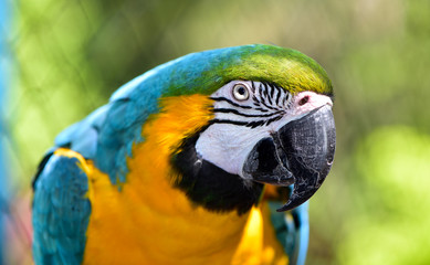 Blue and Yellow Macaw parrot close up