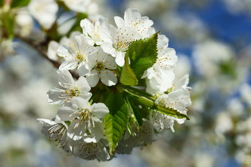 Весеннее цветение плодового дерева