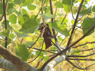 Dry  leaf among fresh ones