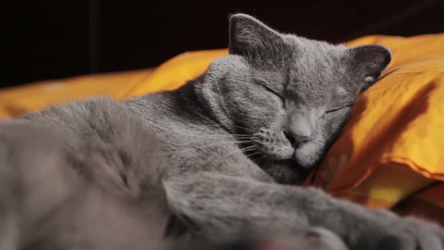 British gray cat sleeps on a pillow