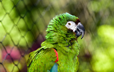 Severe Macaw Parrot Face