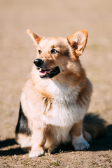 Funny Welsh Corgi Dog Sit Outdoor