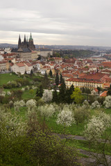 Obraz premium View on the spring Prague City with gothic Castle, green Nature and flowering Trees, Czech Republic