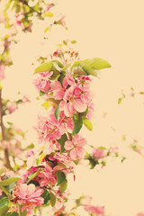 Naklejka na ściany i meble Blooming apple tree, outdoor