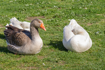 Ducks in garden