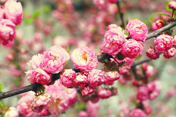 Blooming pink flowers, outdoor