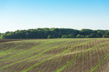 Fototapeta na wymiar Agricultural field on a hill with young sprouts