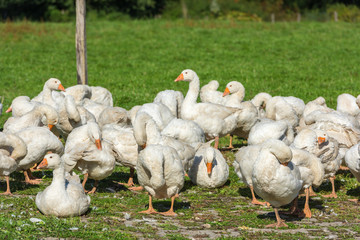 Geese gaggle grazing on green grass