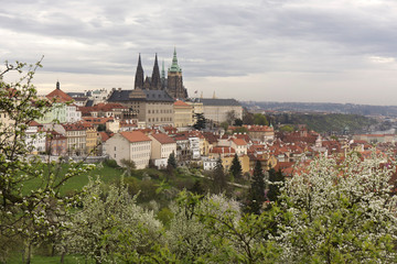 Fototapeta na wymiar pring Prague City with gothic Castle, green Nature and flowering Trees, Czech Republic