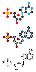 Deoxyadenosine monophosphate (dAMP) nucleotide molecule. 