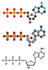 Deoxyadenosine triphosphate (dATP) nucleotide molecule. 