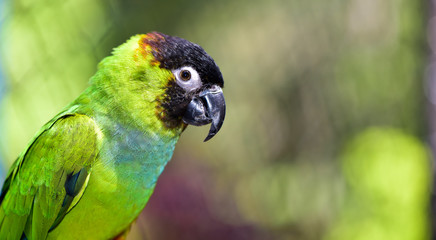 Nanday Parakeet close up