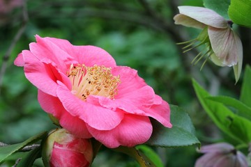 Camellia
