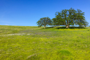 Obraz premium two majestic oaks on lush prairie hill