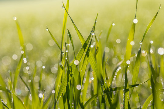 Grass With Narrow Depth Of Field