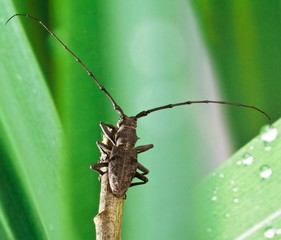 Cerambice ( Morimus asper Longicorns )