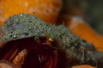 one small hermit crab anemones