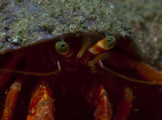one small hermit crab anemones
