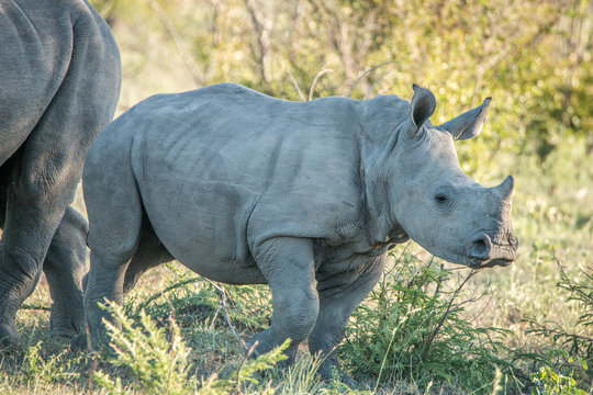 Baby White rhino in the Kruger National Park.