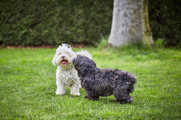 Two havanese dogs playing on the grass in the garden