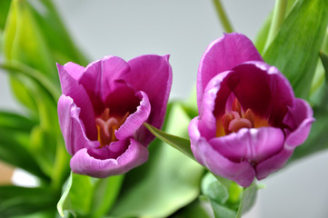 2 Tulpen von Oben