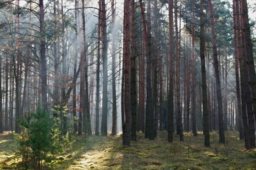Mglisty poranek w lesie.