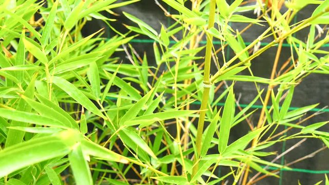 Bamboo plant (4K)