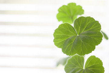 geranium leaves (shallow depth of field)